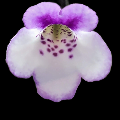 sinningia concinna flower
