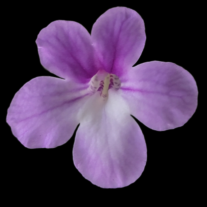 sinningia concinna seropedica flower