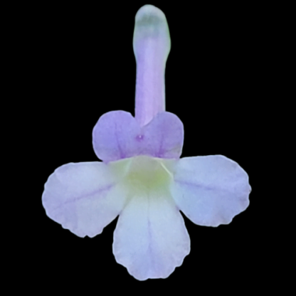sinningia pusilla flower