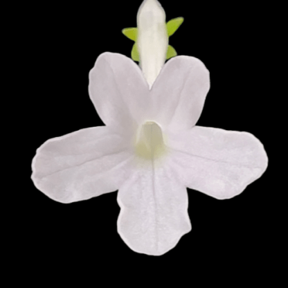 sinningia pusilla white sprite flower