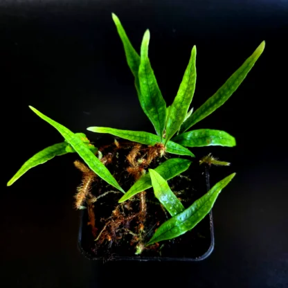 Microgramma lycopodioides