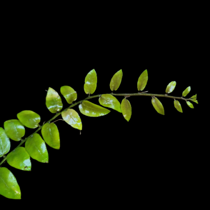 Solanum evolvulifolium green