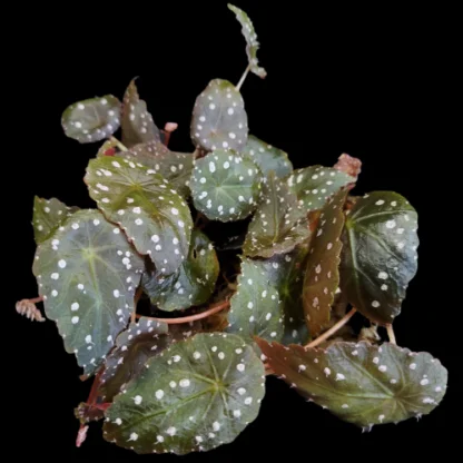 Begonia tropaeolifolia metallica