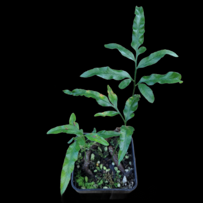 davallia pentaphylla