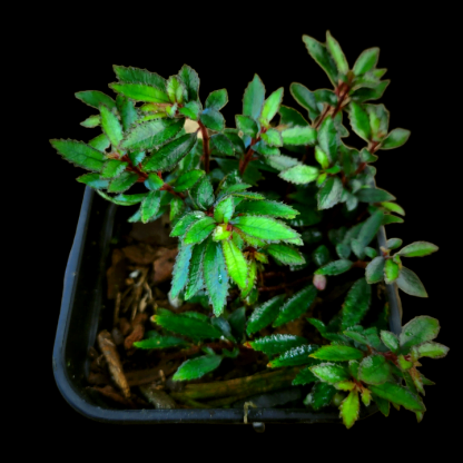 triolena pileoides green