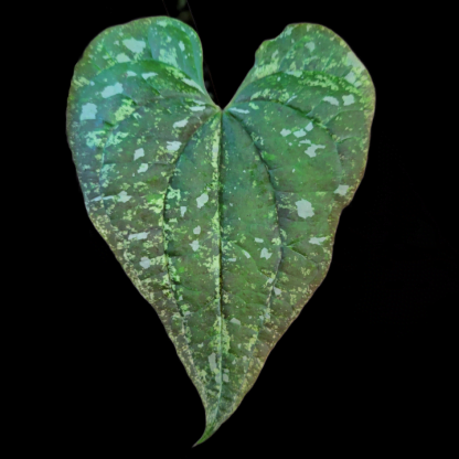 Dioscorea sp green leaf
