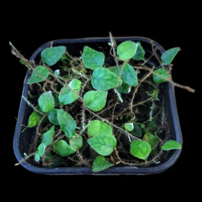 Microgramma reptans