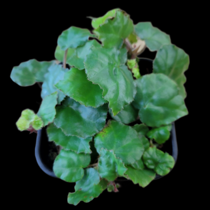 Begonia ionophylla