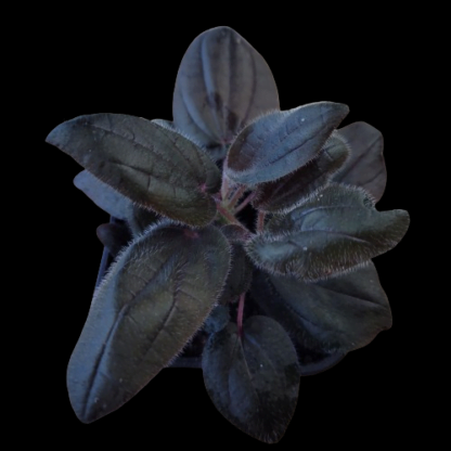bertolonia violacea