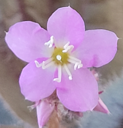 bertolonia violacea flower
