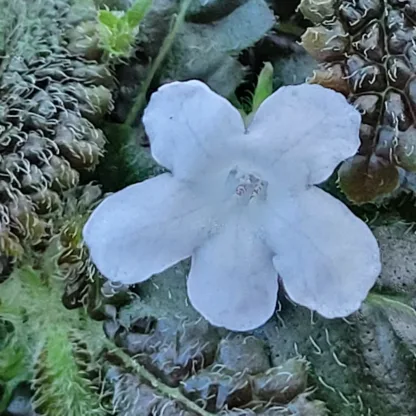 nautilocalyx pemphidius flower scaled