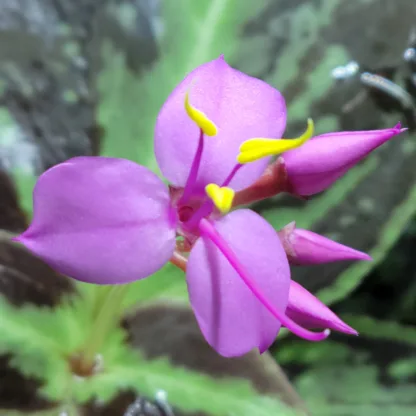 sonerila cantonensis flower scaled